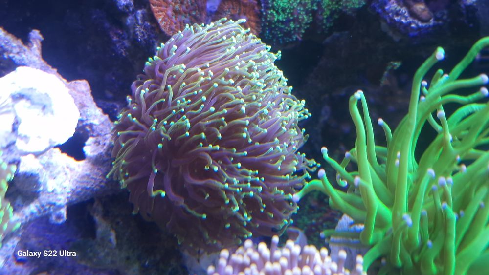 Euphyllia glabrescens Dragon Soul