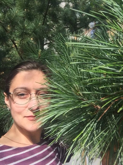 Кедр Корейський, саджанці 50 см. Сосна, хвойні.