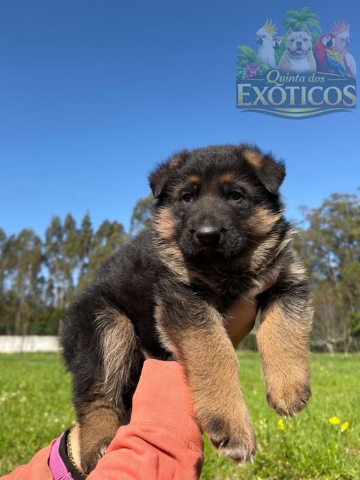 Pastor alemão femea com pedegree