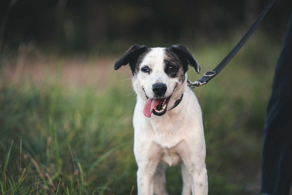 Cudowna Łajka. Dużo przeszła. Teraz szuka dobrego domu.