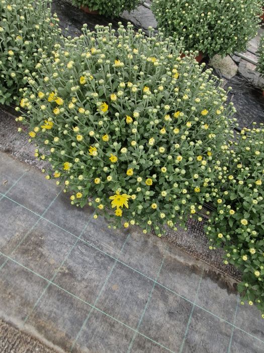 Chryzantemy drobnokwiatowe