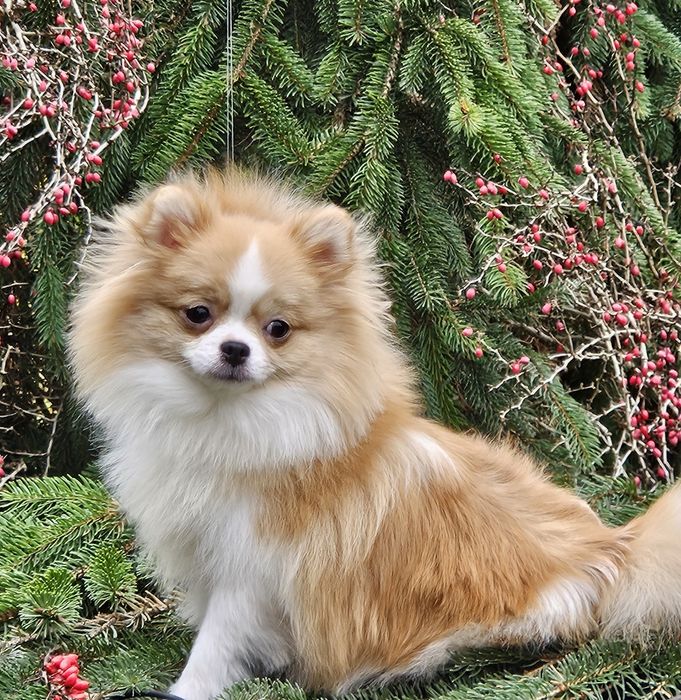 Przepiękna suczka mini pomeranian 1 rok