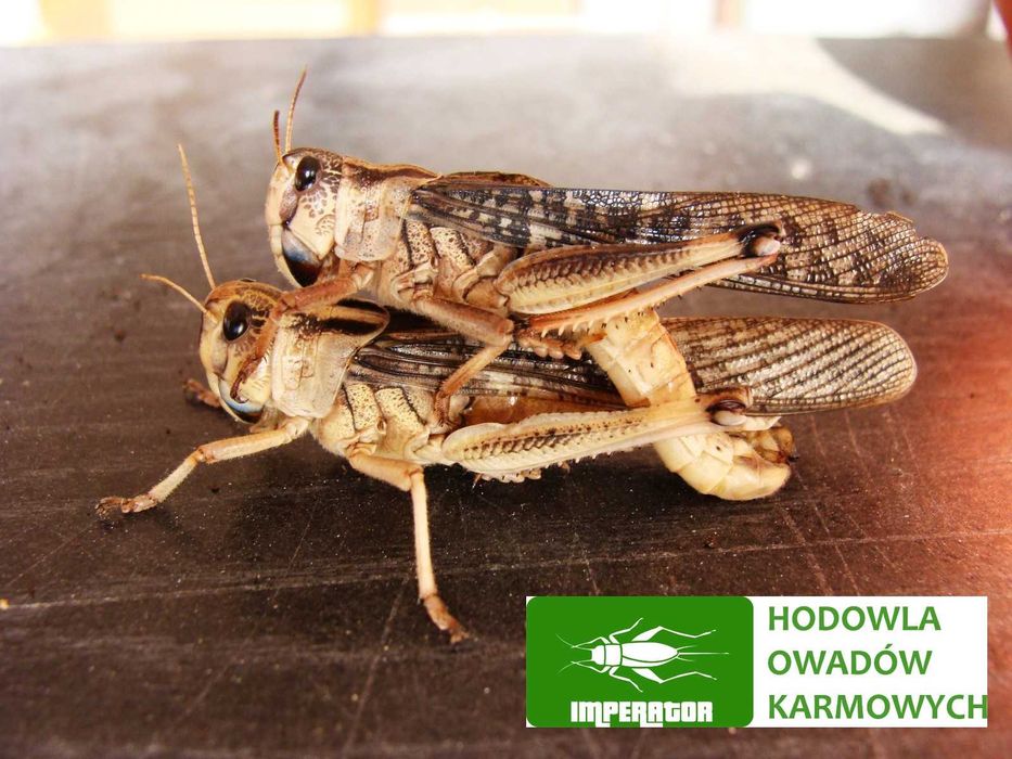 Szarańcza duża 50szt + legalna wysyłka - badane