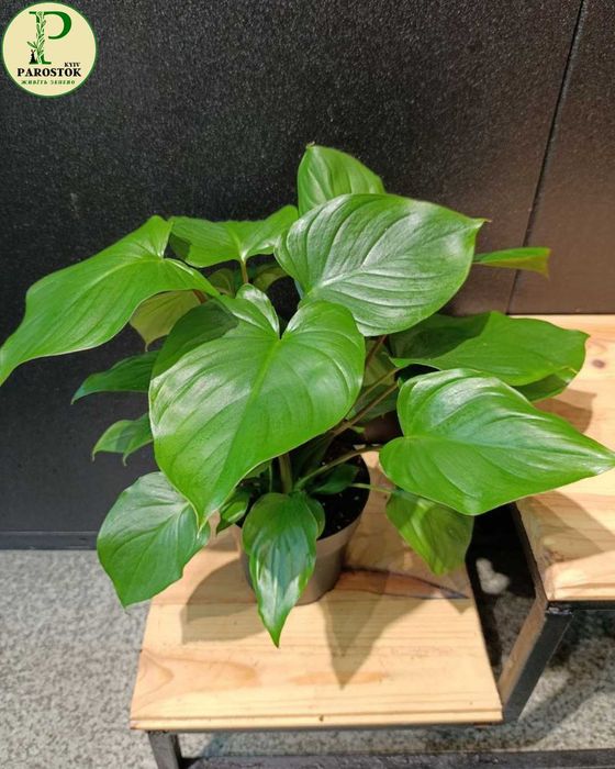 Хомаломена. Лемон Лайм. Рубесценс Меггі.