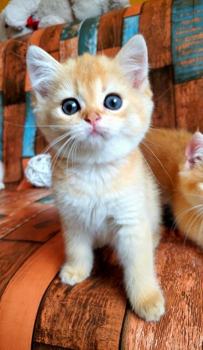 Кукольная забавная малышка. Ручные и ласковые котята золотая шиншилла.