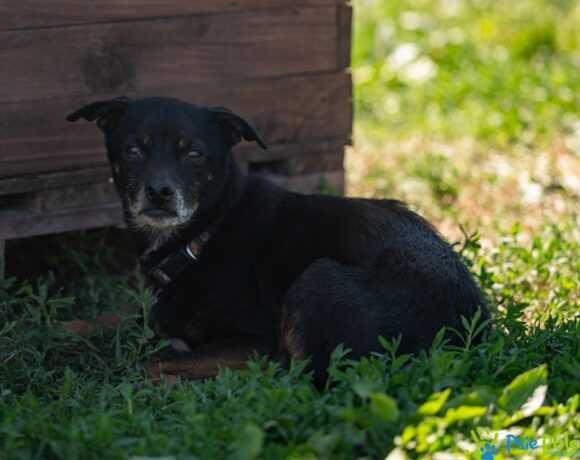 Starszy psiak DRACO rozgląda się za domkiem!