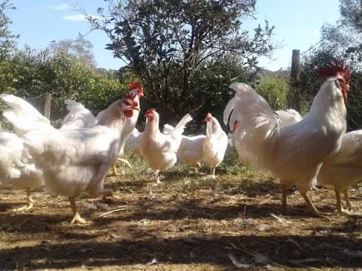 Ovos férteis para incubação - Leghorn White