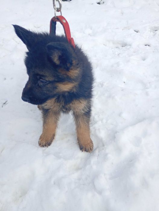 Owczarek Niemiecki SZCZENIAK