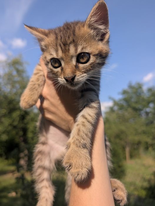 Віддаємо кошеня в хороші руки!
