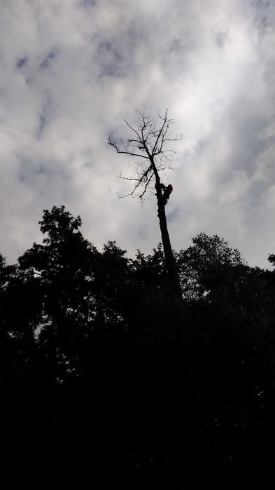 Wycinka drzew Ścinka drzew