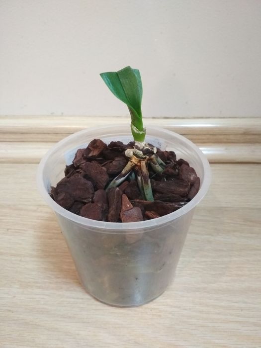 Орхидея фаленопсис Дикий кот, реанимашка