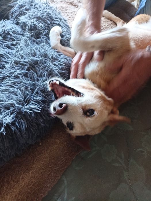 Cão meigo para adoção