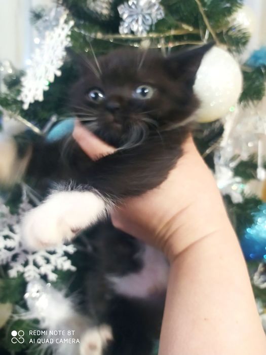 Продаються гарні кицьки. Балінез(мама), британець(тато).