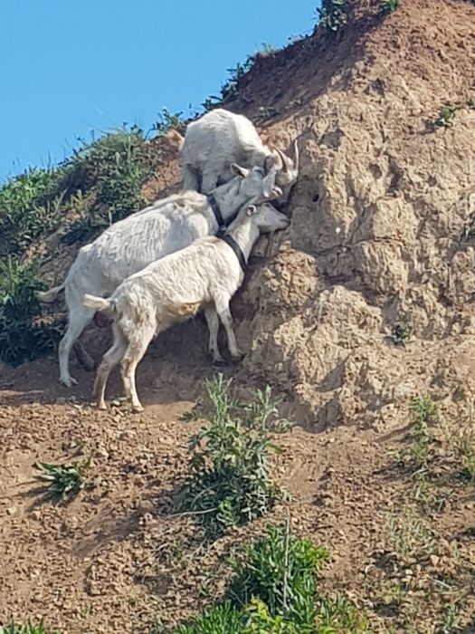 Продаются козы зааненской породы