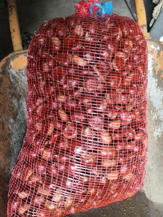 Castanhas graúdas e muito boas.