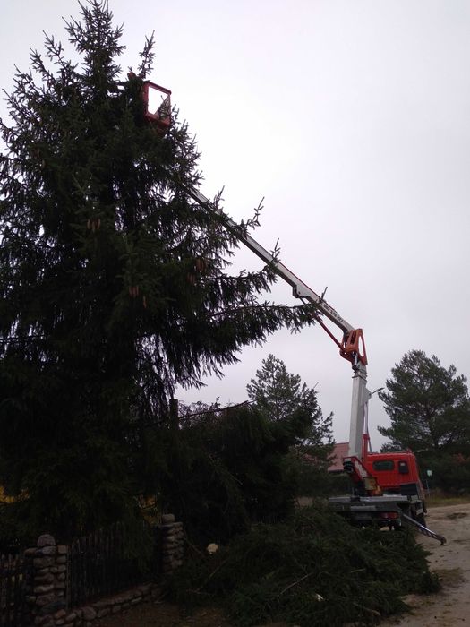 Wycinka, Przycinanie drzew Gniezno