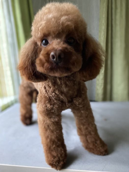 Той пудель в'язка