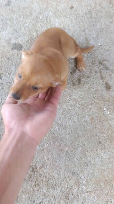 Cão porte pequeno para adoção