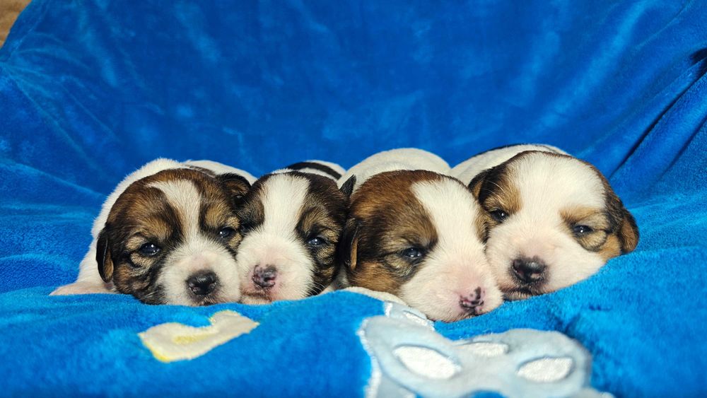 Jack Russell Terrier FCI ZKwP piesek suczka