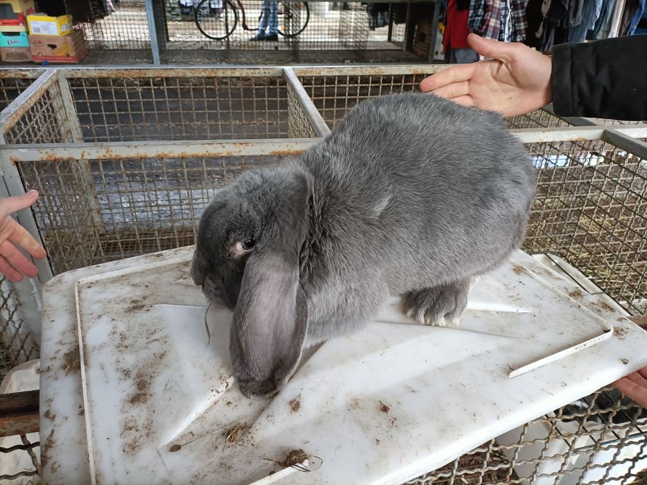 Sprzedam samice barany francuskie