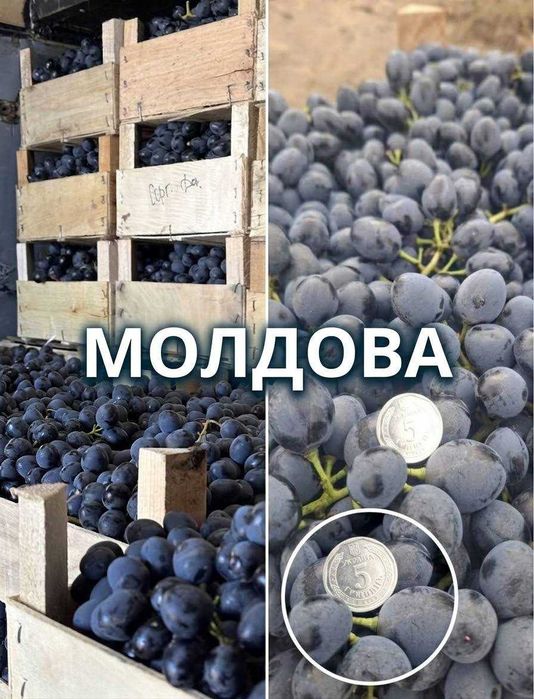 Продам виноград столовий ОПТ (Молдова, Сувенірний, Суручанский) — 35 грн/кг