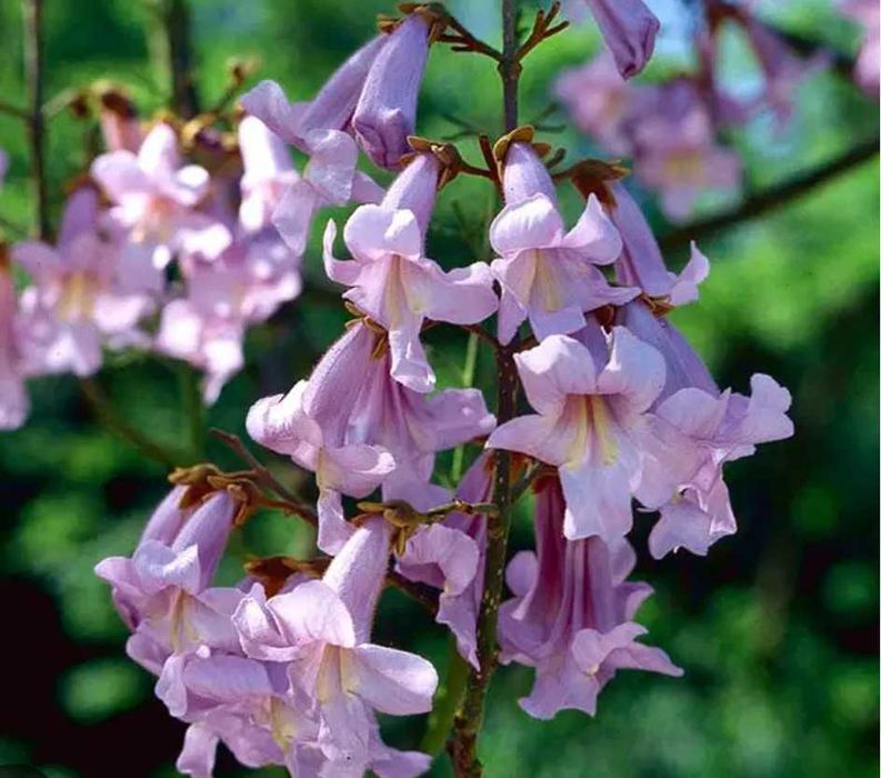 1,5 m+Drzewo tlenowe, Oxygen three,Paulownia