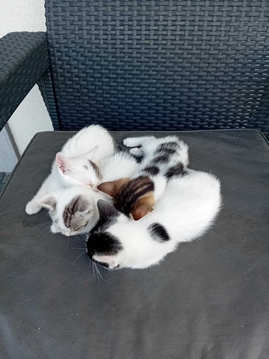 Małe kotki do adopcji