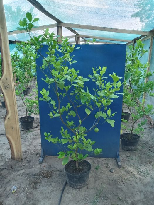 Великі Лимони Павловский