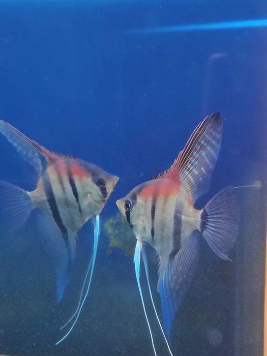 Skalar Manacapuru Oryginał - 4-5 cm - Nasza Hodowla Sklep Altum