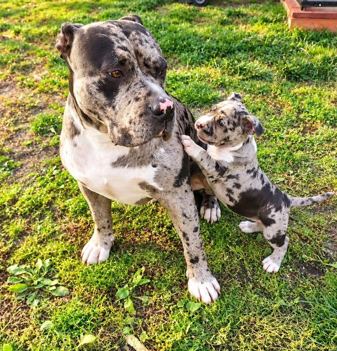 Gotowa do odbioru!!! Sunia Merle! American Staffordshire Terrier 2026 ***Złota Granda ***