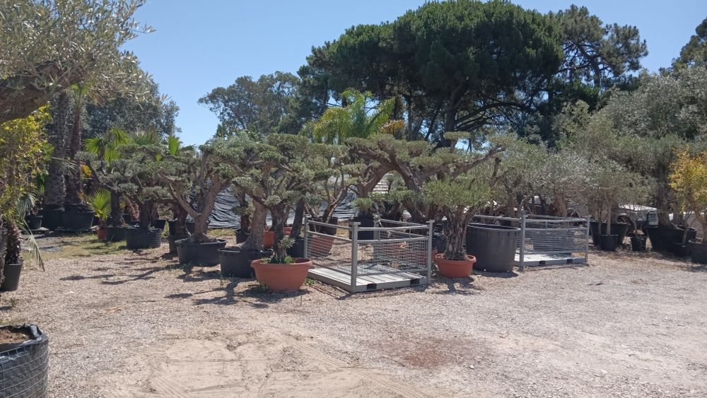 Oliveiras Bonsai