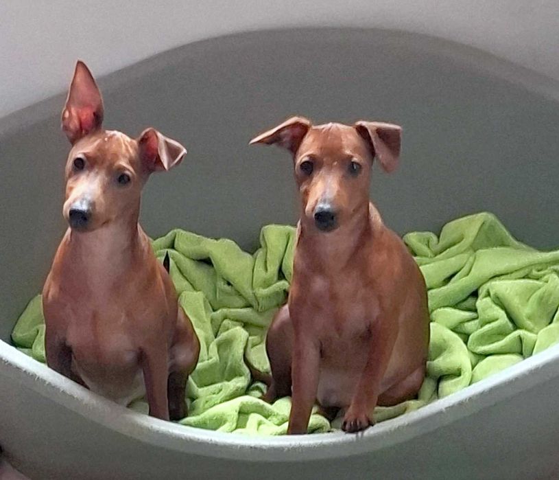 Pinczer, pinczery, pinczerki miniaturowe z metryczkami FCI