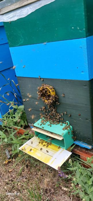 Продам матки бакфаст F1