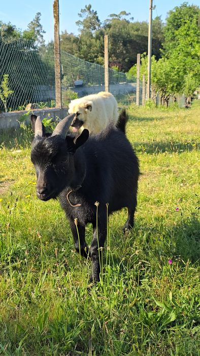 Cabrito anão muito dócil
