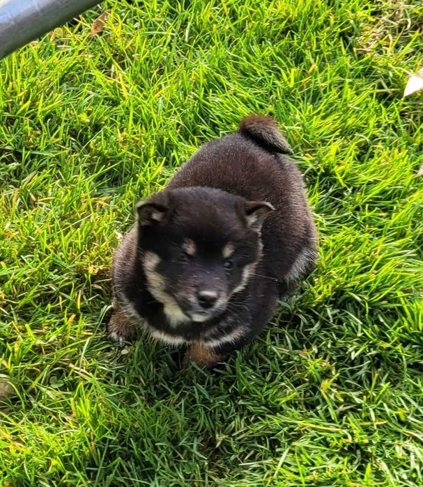 Shiba inu z metryką Fci