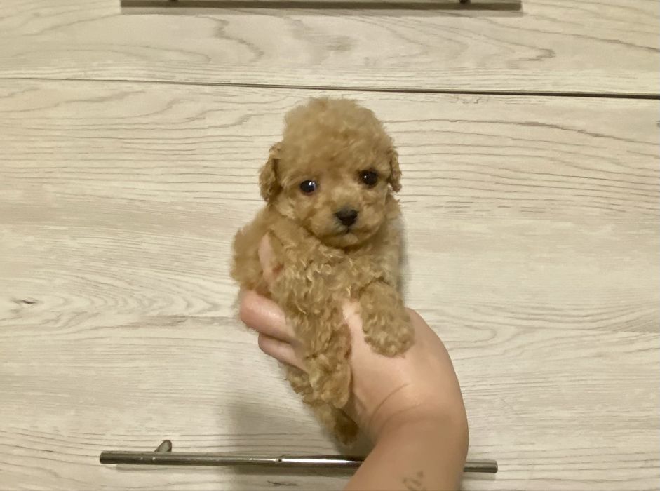 Маль типу хлопчик