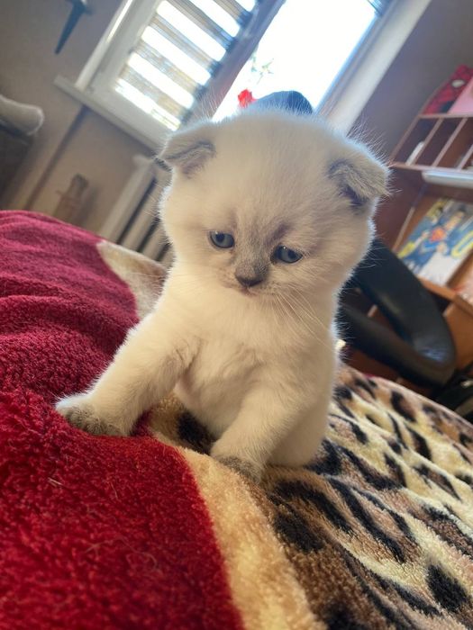 Продам шотландца