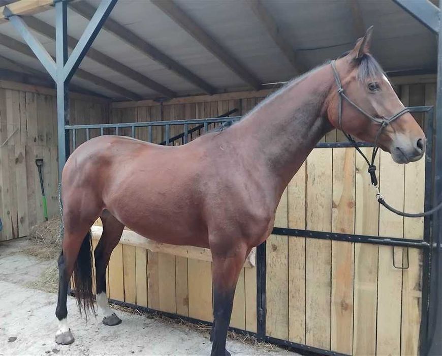 Klacz po ogierze LASKO