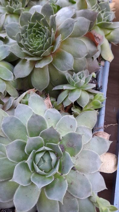 Молодило (кам'яна троянда)