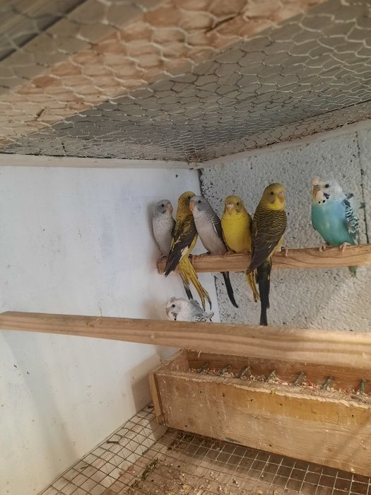 Piriquitos asas negras