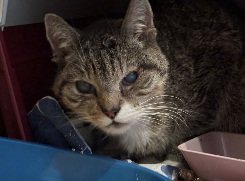 Zbyszek - starszy kocurek do adopcji!