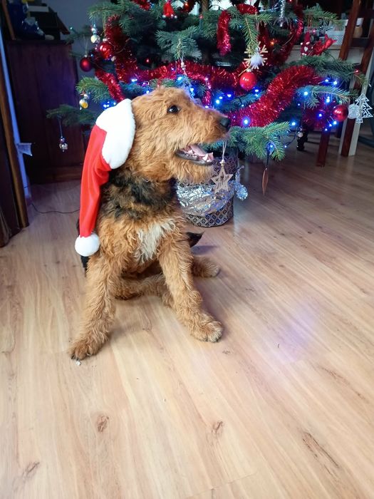 Airedale Terrier ZKwP FCI  pies
