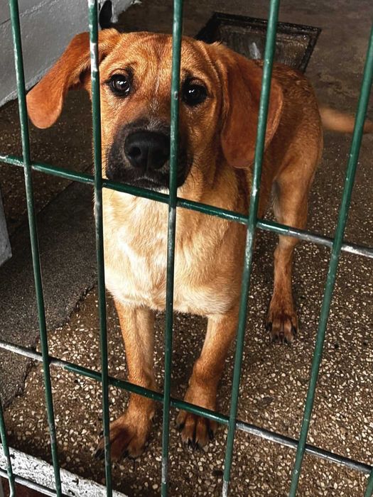 WOODY (Macho, 6 Meses) - Para Adoção