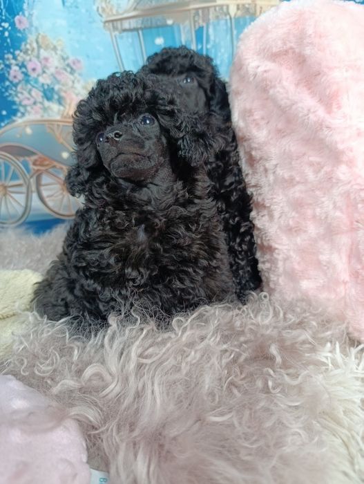Pudel Toy-Czarny  chłopiec
