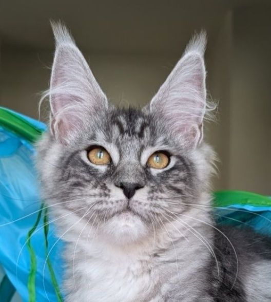 Srebrna koteczka Maine Coon