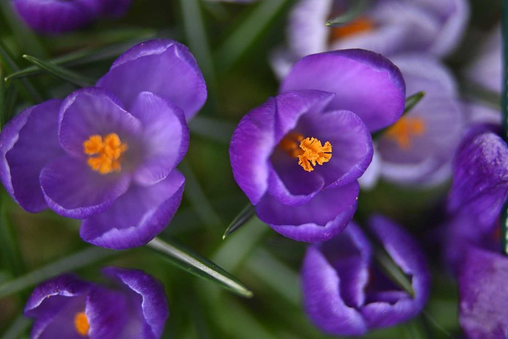 Nikon Z Meike 85/2.8 Macro -мануальний макрооб’єктив з масштабом 1,5:1