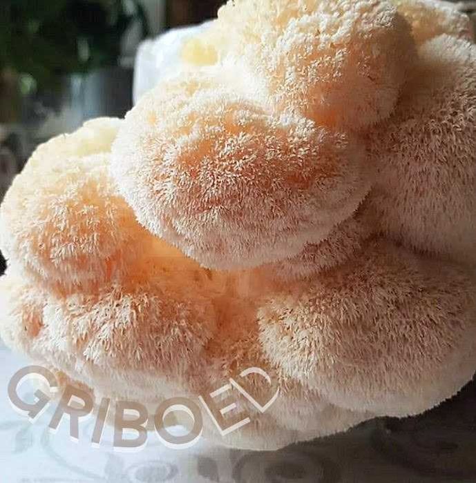 500 грамм. Ежевик гребенчатый - мицелий. Сухой и перемолотый.