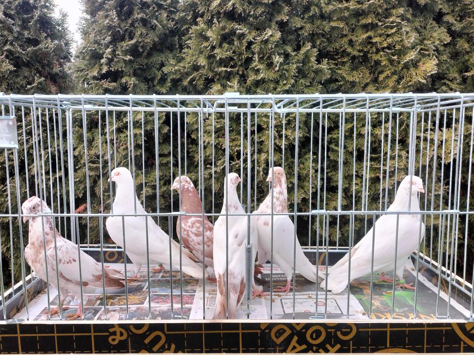 Budapeszty Samce Samice