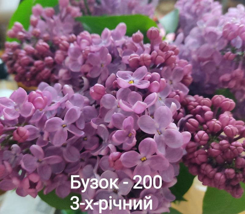Бузок, рябчік, гейхера ,спірея, опунція