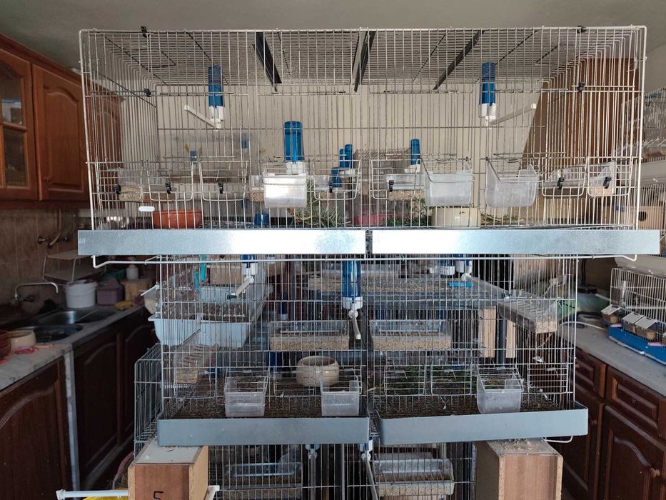 Voadeiras em bom estado